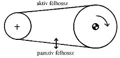 Szijrezonancia előfordulása (forrás: PIM) 2009/04: Géphibák felismerése rezgésspektrumban - Szíjrezonancia előfordulása (forrás: PIM)